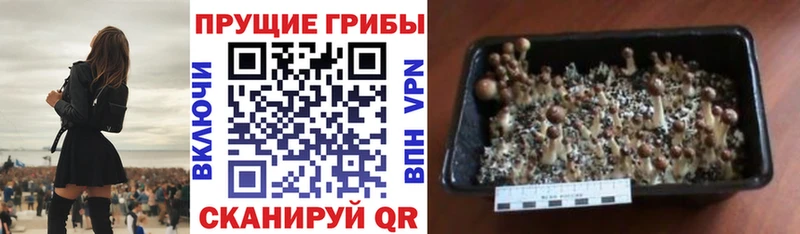 Галлюциногенные грибы Psilocybine cubensis  Купить закладки  Кувшиново 